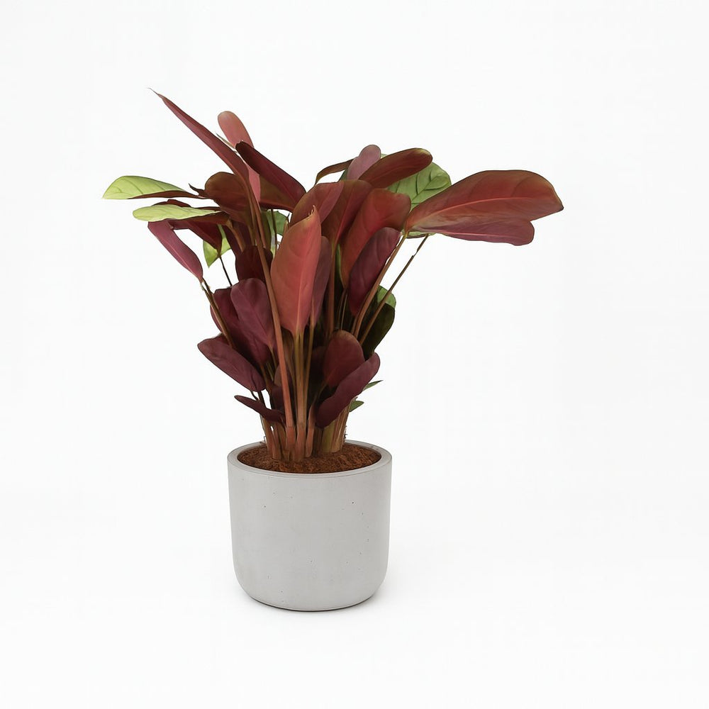 Ctenanthe Amagris 25cm im 14cm Topf