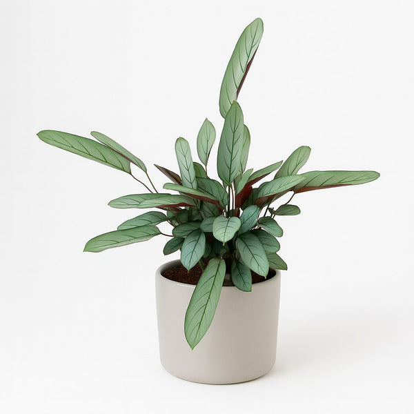 Ctenanthe Oppenheimiana 70cm im 17cm Topf