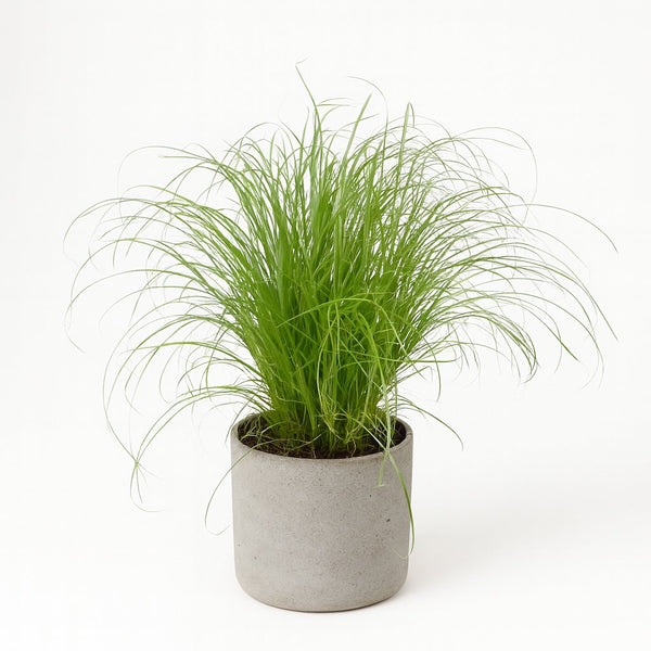 Cyperus Alternifolius Zumula 28cm im 12cm Topf