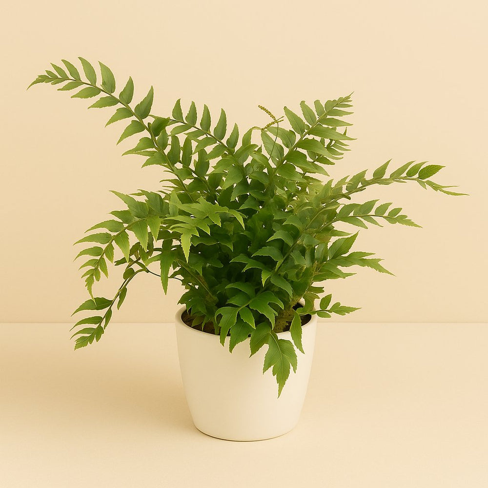Cyrtomium Fortunei Clivicola 45cm im 24cm Topf