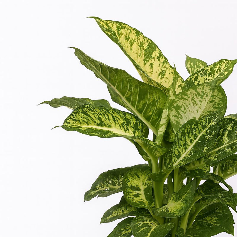Dieffenbachia Mars Detail