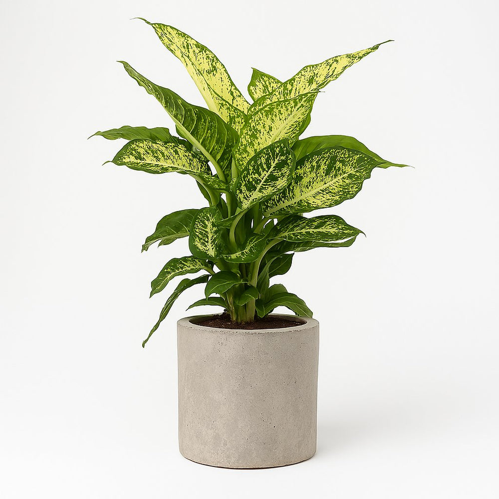 Dieffenbachia Mars 50cm im 17cm Topf