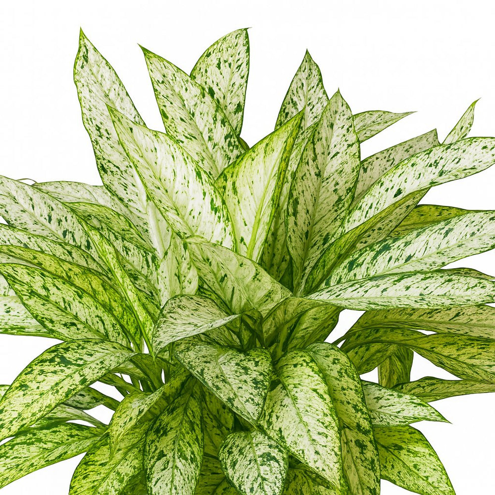 Dieffenbachia Vesuvius 80cm im 27cm Topf Nahaufnahme