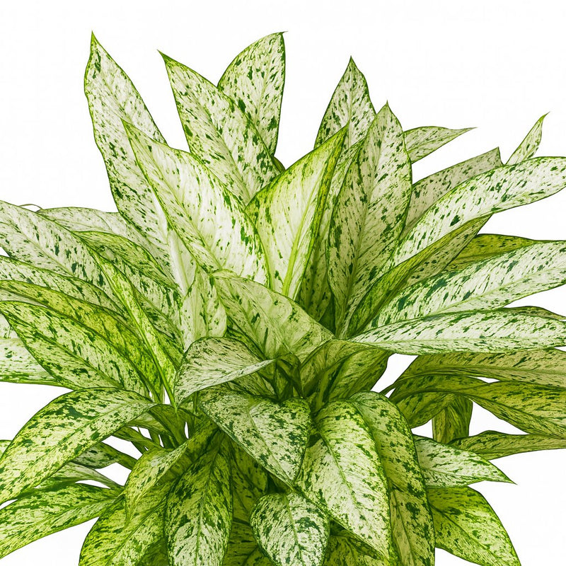 Dieffenbachia Vesuvius Detail