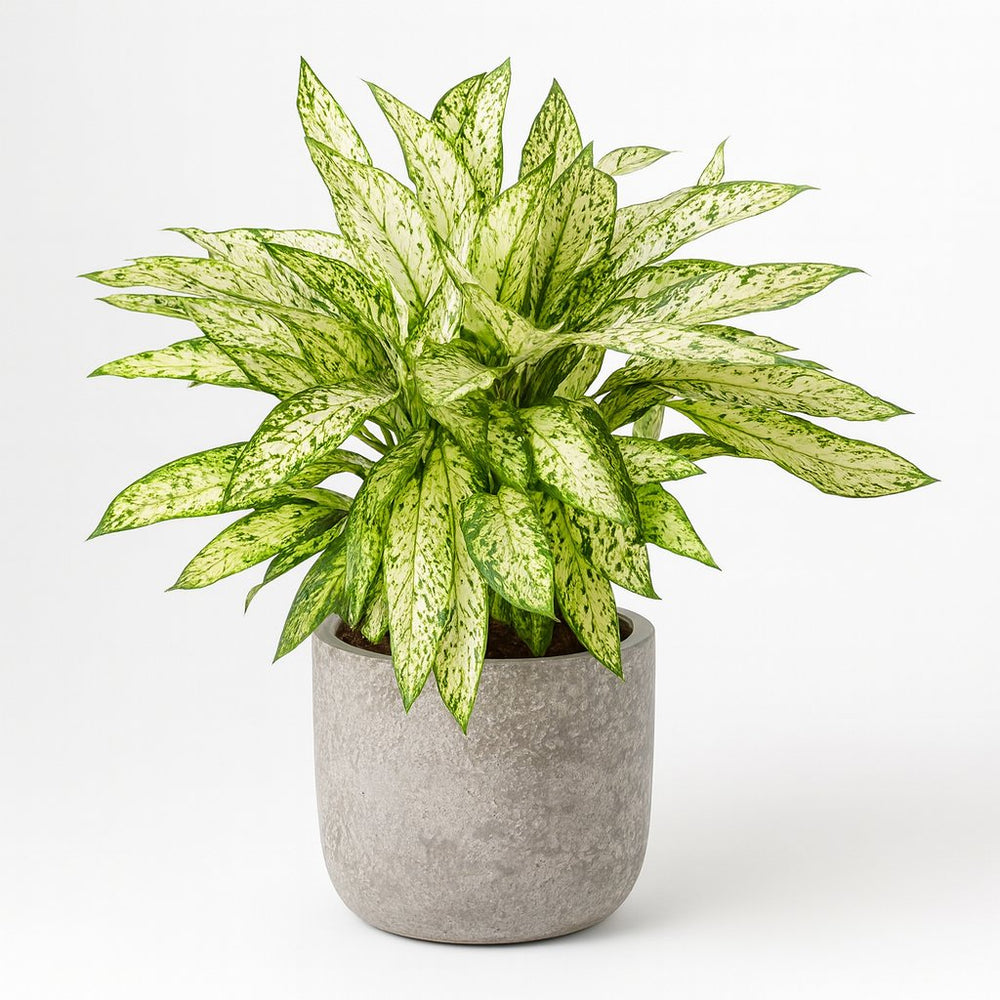 Dieffenbachia Vesuvius 80cm im 27cm Topf