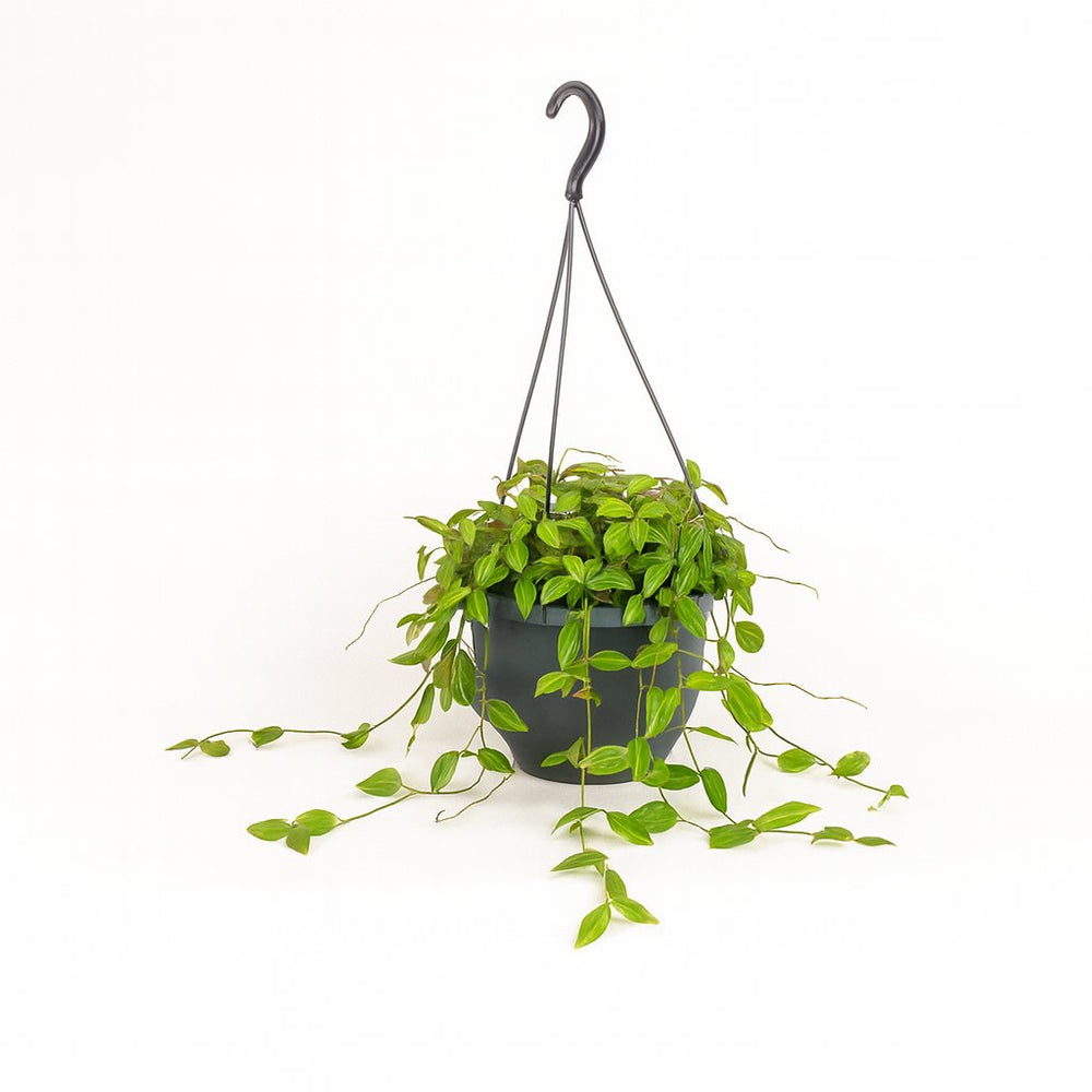 Dischidia Ovata 40cm im 14cm Topf