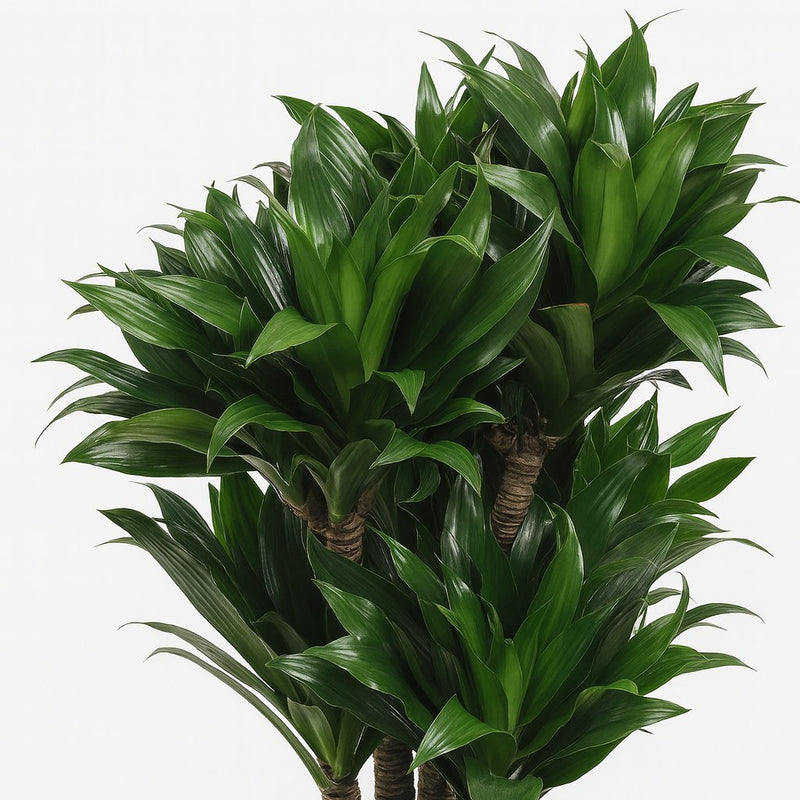 Dracaena Compacta Detail