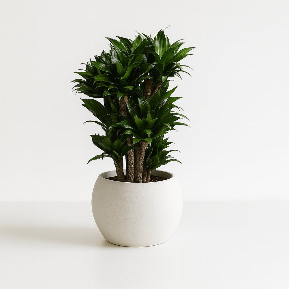 Dracaena Compacta 80cm im 24cm Topf
