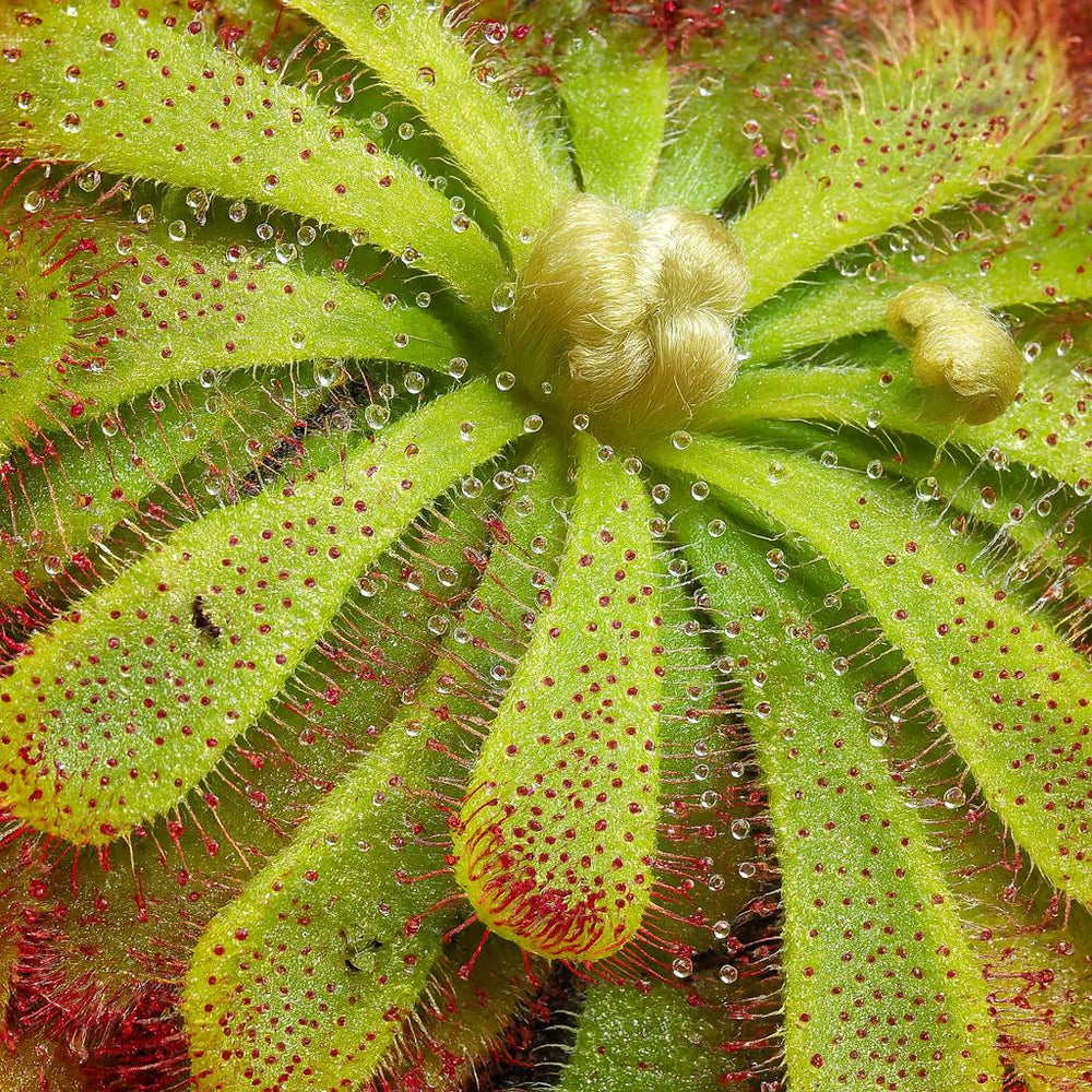 Drosera Aliciae 12cm im 12cm Topf Nahaufnahme