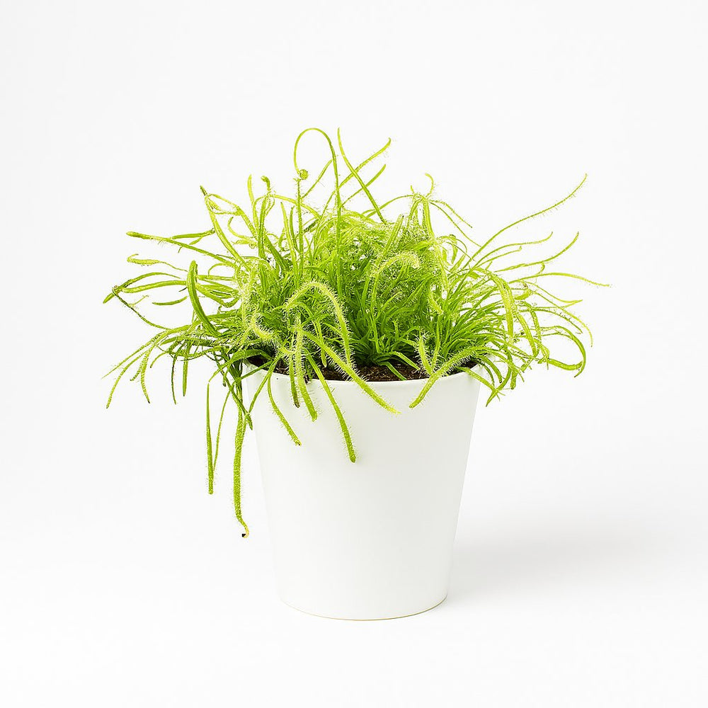Drosera Capensis 17cm im 12cm Topf