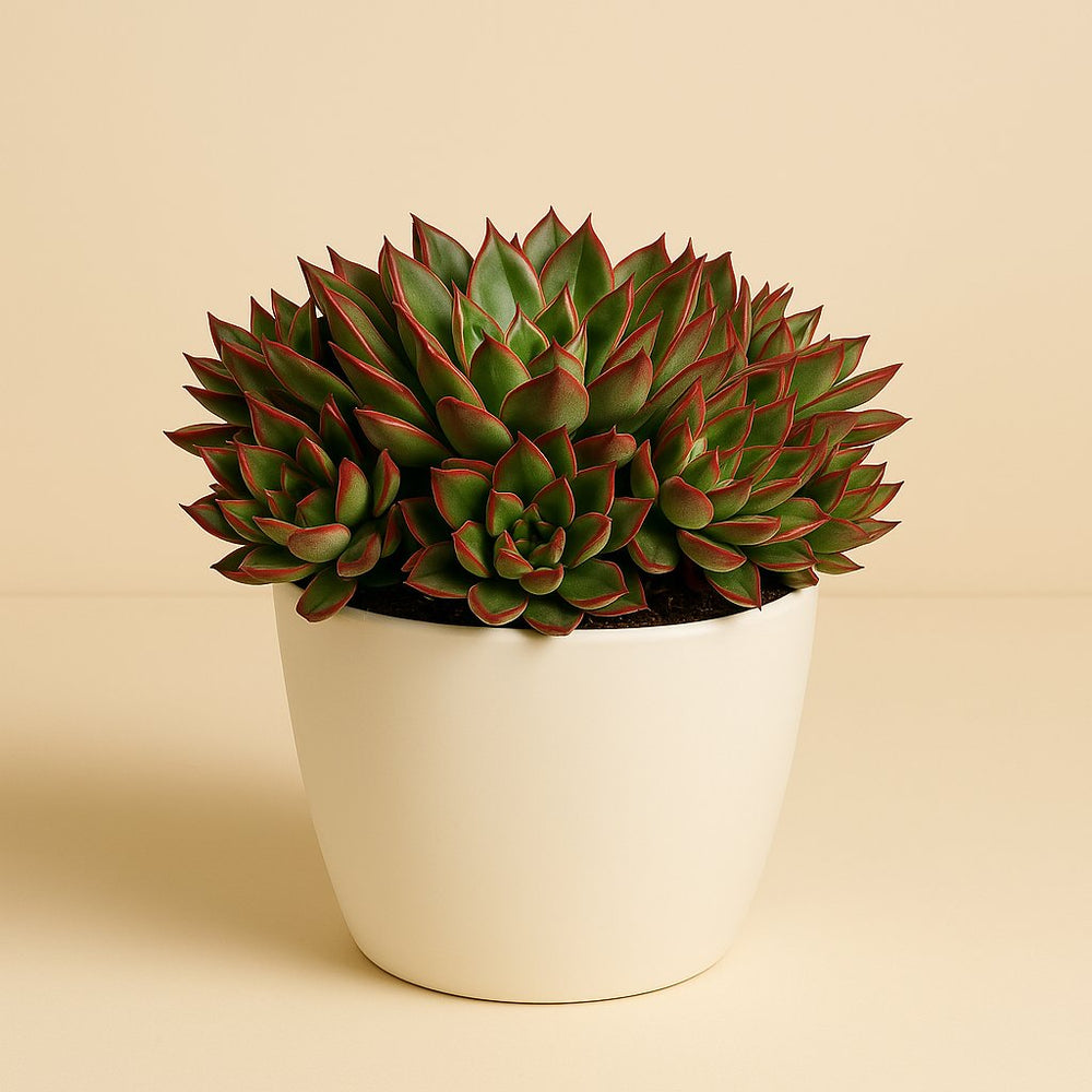 Echeveria Pulvinata 20cm im 15cm Topf