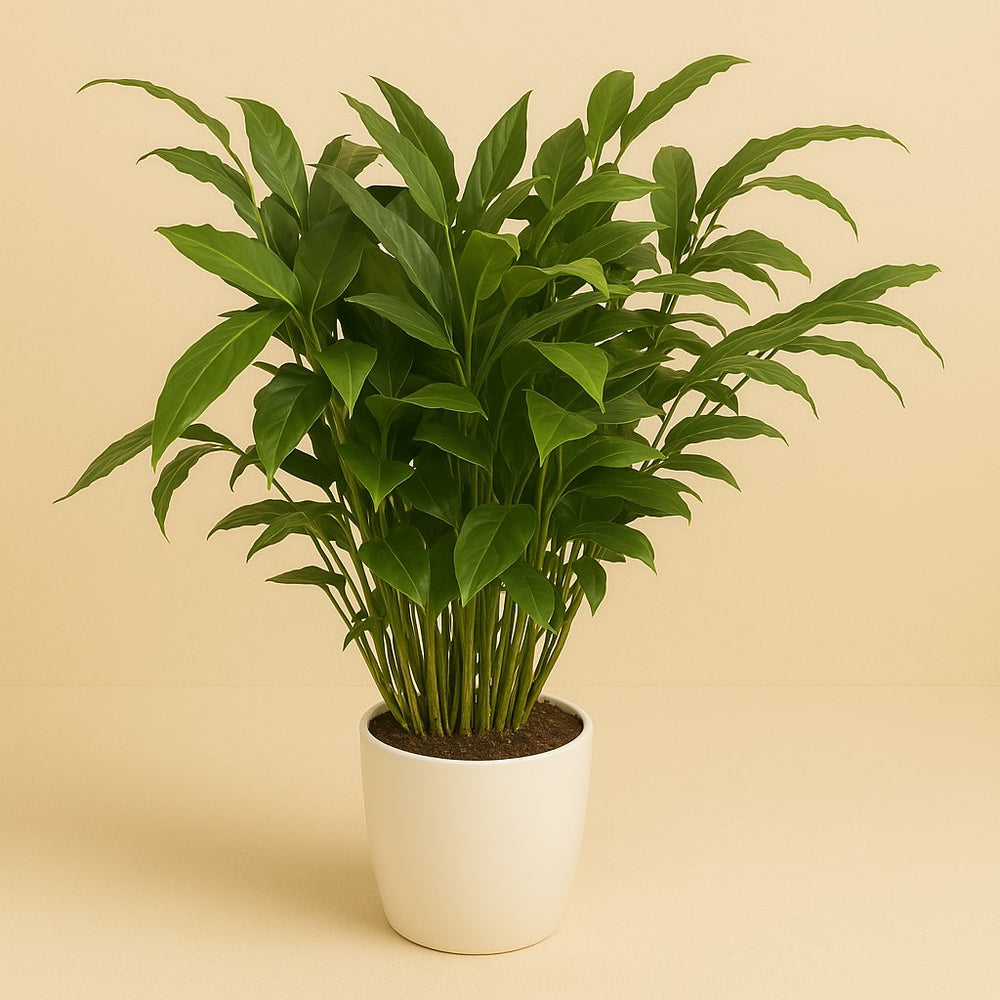 Elettaria Cardamomum 120cm im 27cm Topf