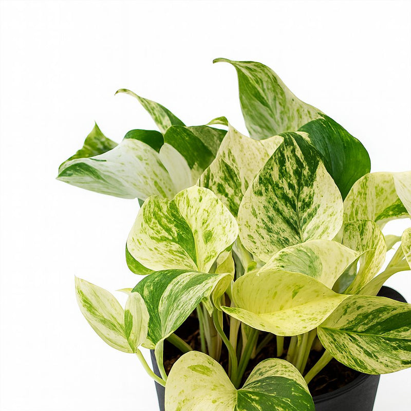 Epipremnum Happy Leaf Detail
