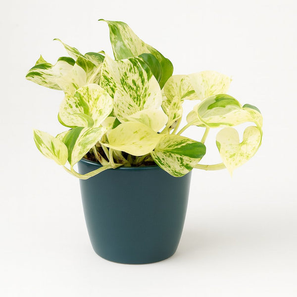 Epipremnum Happy Leaf 15cm im 12cm Topf