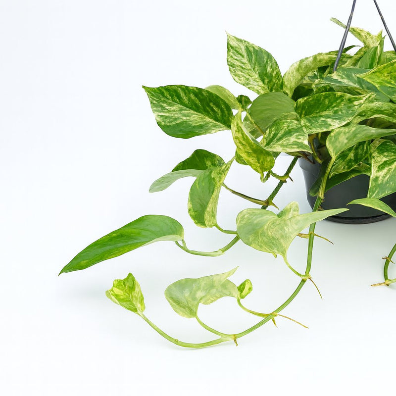 Epipremnum Marble Queen - 25cm Detail