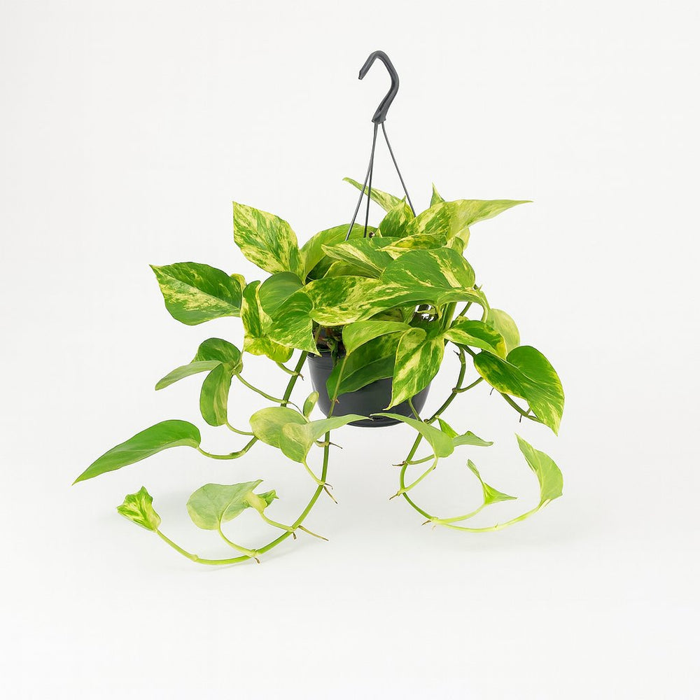 Epipremnum Marble Queen 25cm