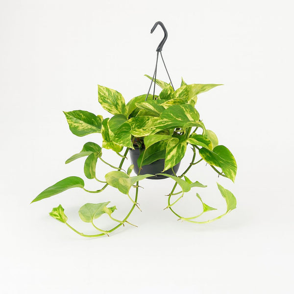 Epipremnum Marble Queen 25cm