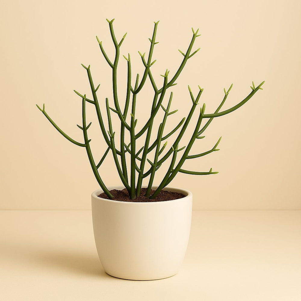 Euphorbia Tirucalli 30cm im 12cm Topf