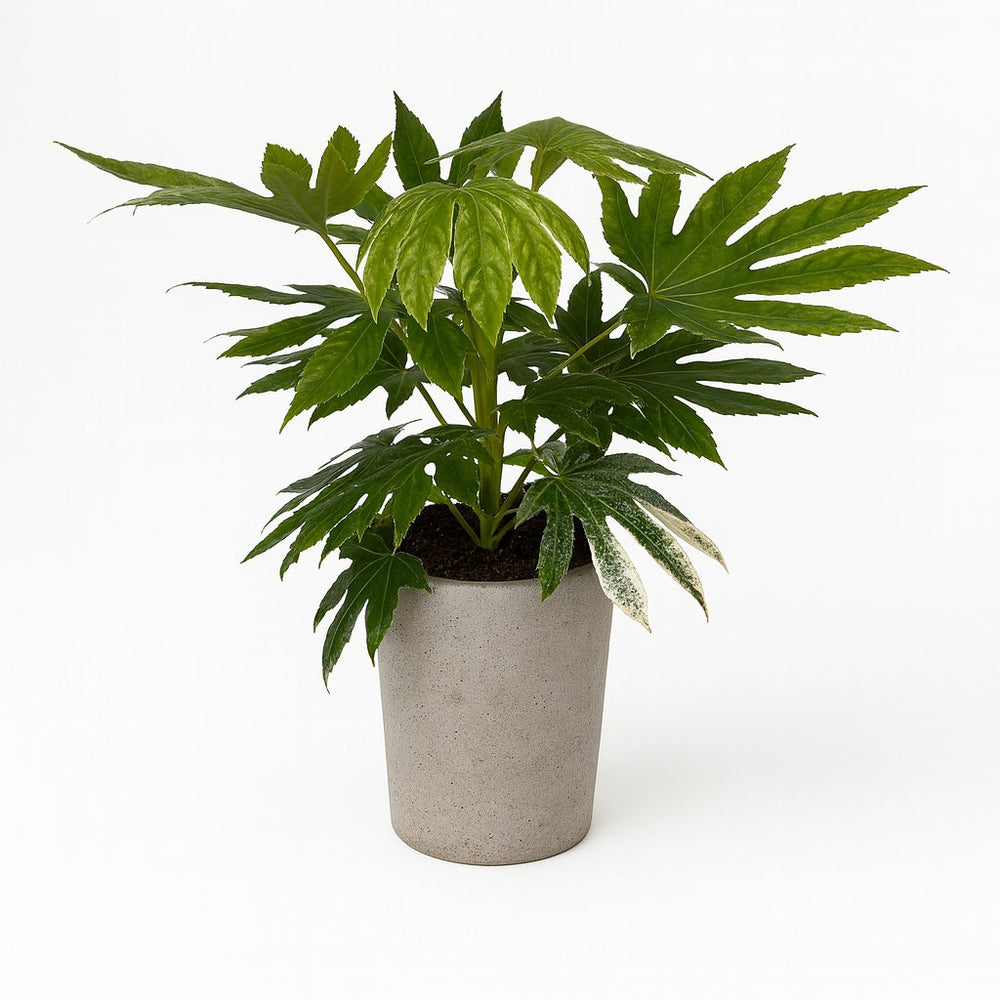Fatsia Japonica Variegata 60cm