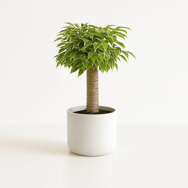 Ficus Benjamina Kinky 28cm im 12cm Topf