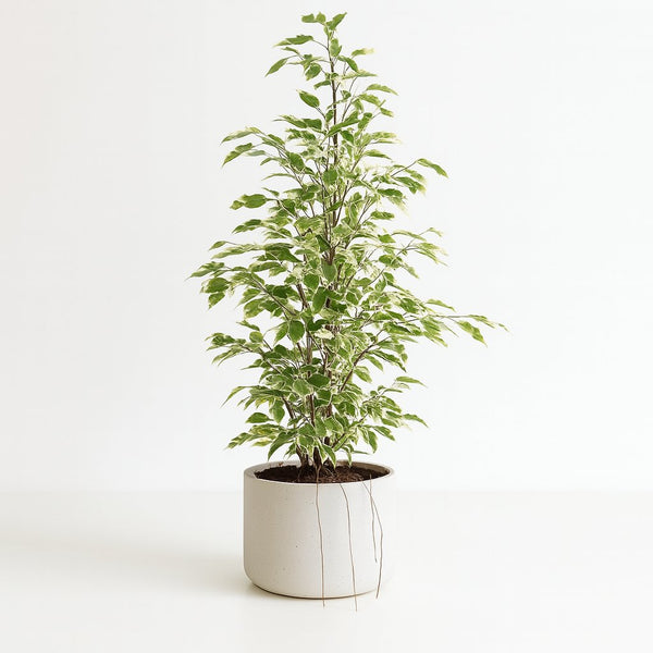 Ficus benjamina Twilight 95cm im 21cm Topf