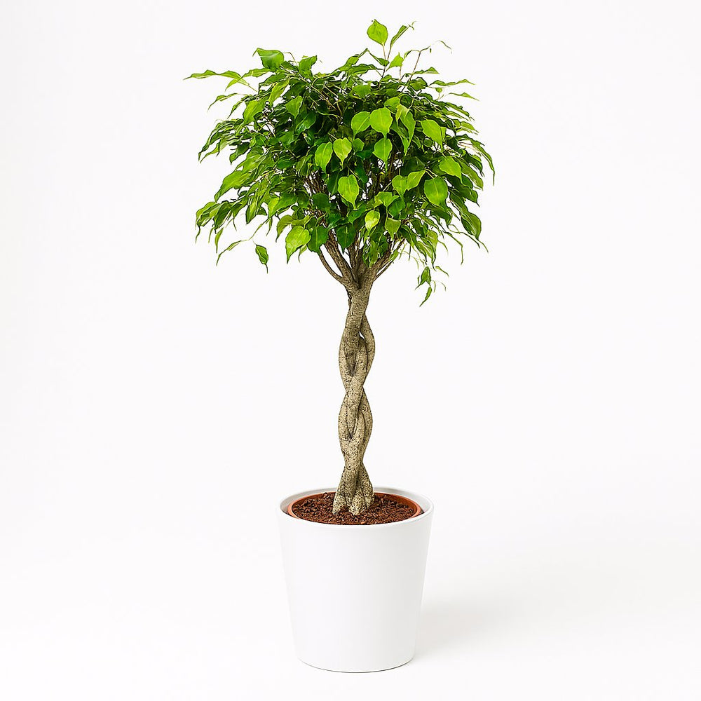 Ficus Exotica 120cm