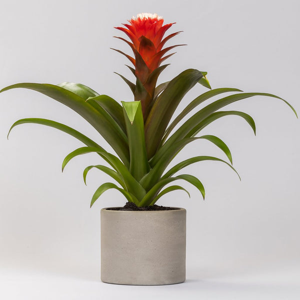 Guzmania Hope 40cm im 12cm Topf