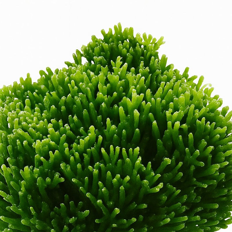 Hatiora Salicornioides Detail