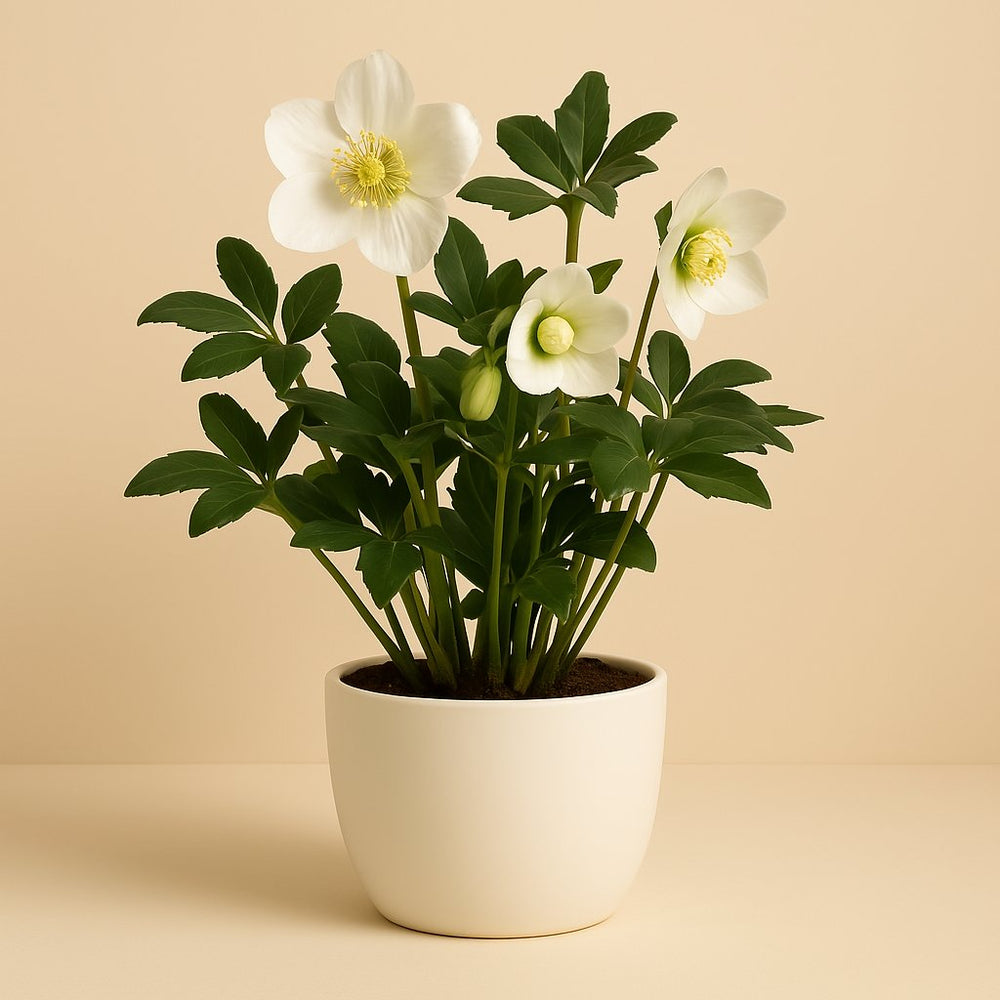 Helleborus Niger Christmas Carol 30cm im 17cm Topf
