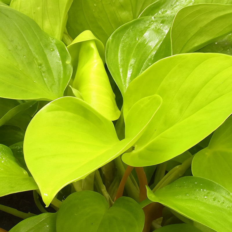 Homalomena Lemon Lime Detail