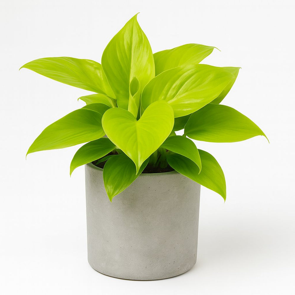 Homalomena Lemon Lime 30cm im 15cm Topf