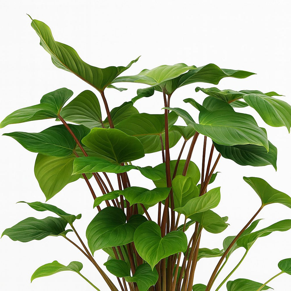 Homalomena Rubescens Maggy 90cm im 24cm Topf Nahaufnahme