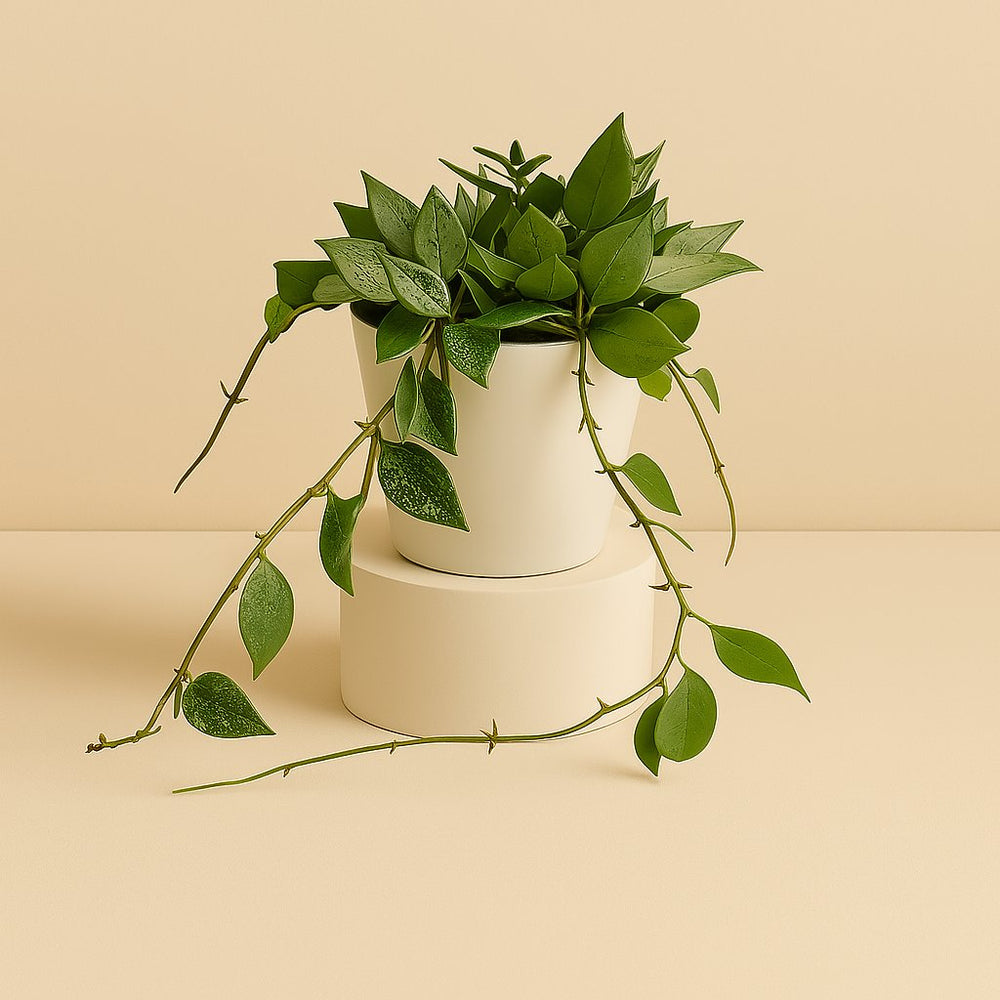Hoya Krohniana Eskimo 15cm im 12cm Topf