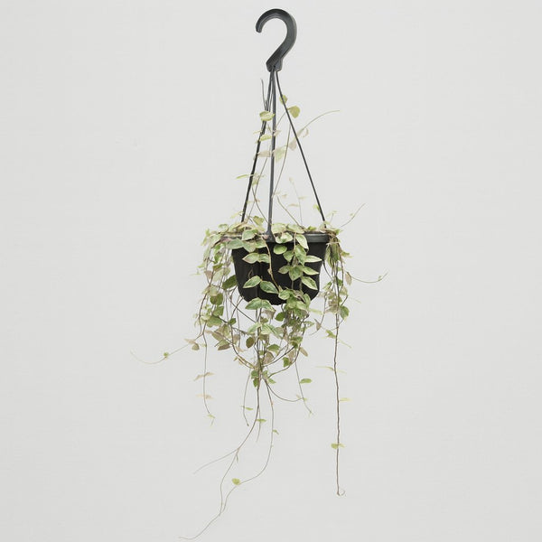 Ceropegia Woodii ssp.woodii 50cm im 14cm Topf