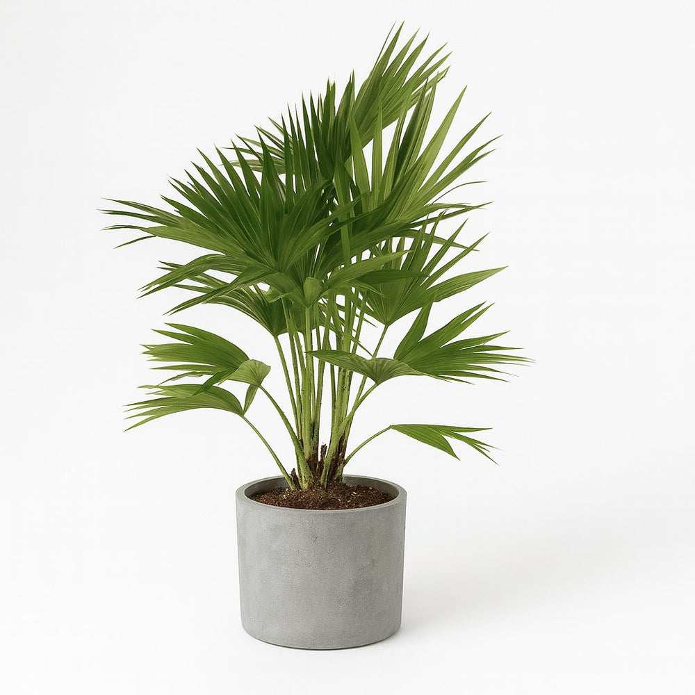 Livistona Chinensis 100cm im 24cm Topf