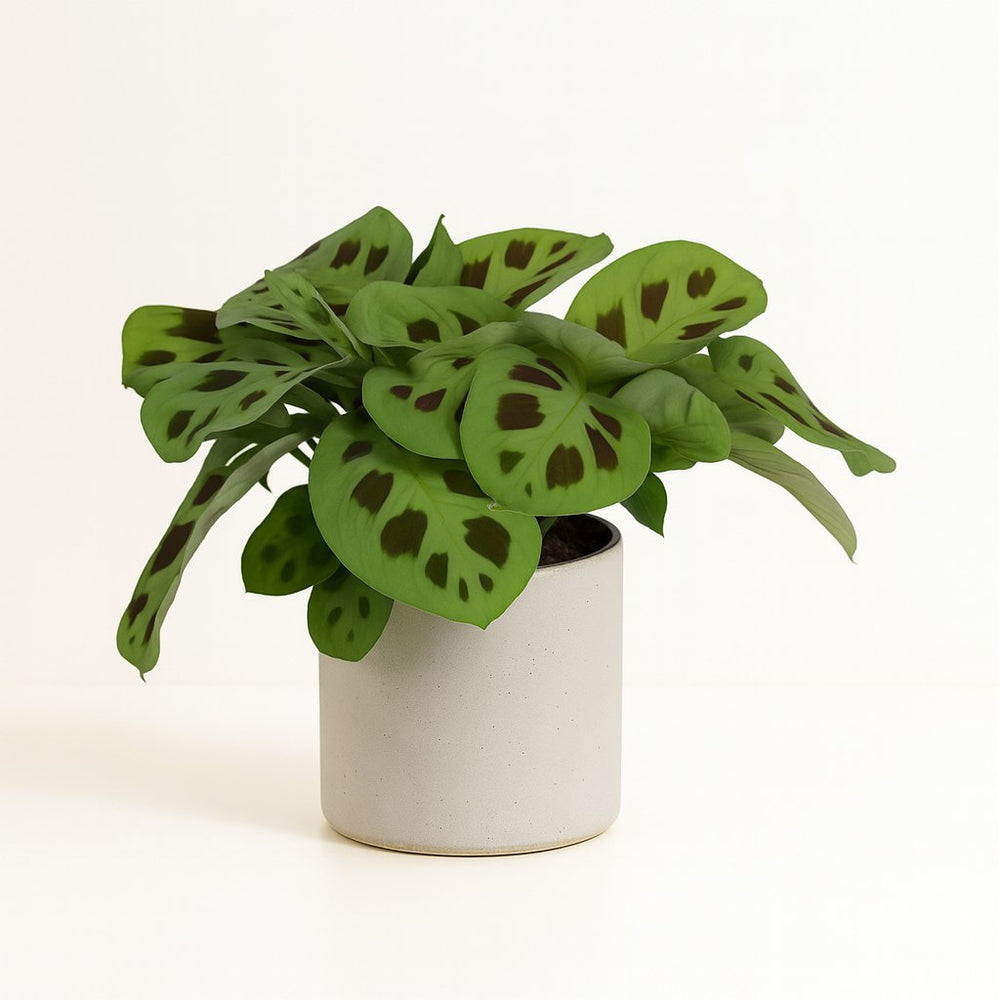 Maranta Leuconeura Kerchoveana 30cm im 12cm Topf