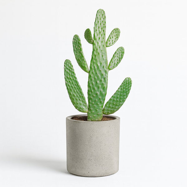 Opuntia Consolea 55cm im 17cm Topf