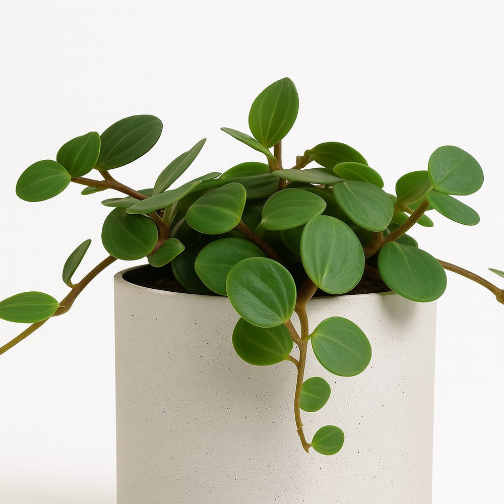 Peperomia Hope 15cm im 12cm Topf Nahaufnahme