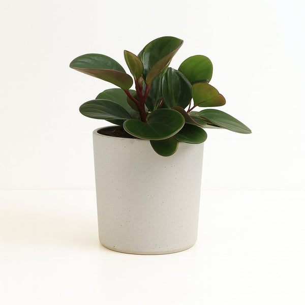 Peperomia Obtipan 15cm im 11cm Topf