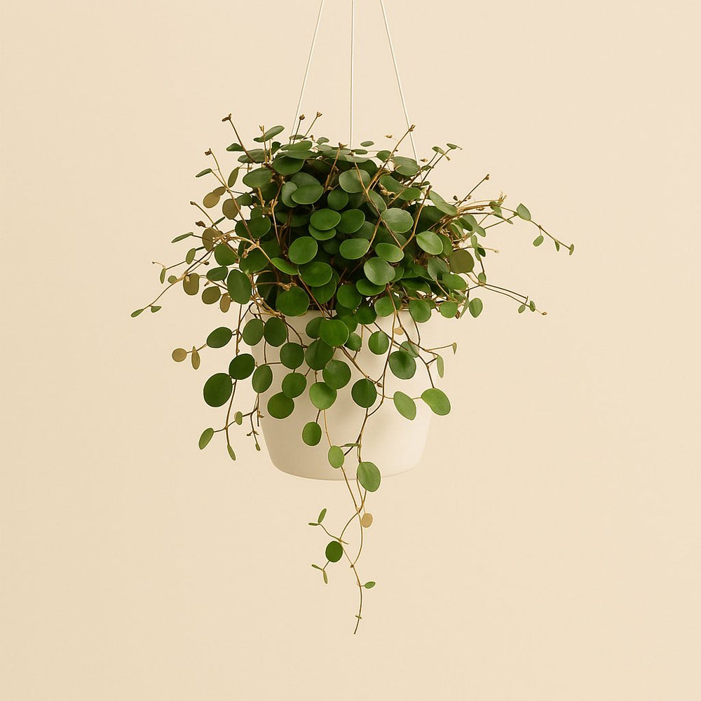 Peperomia Pepperspot 20cm