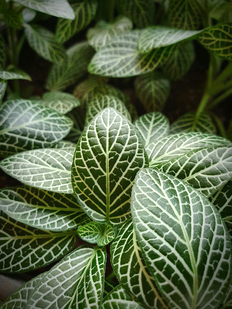 Fittonia / Nervenpflanze