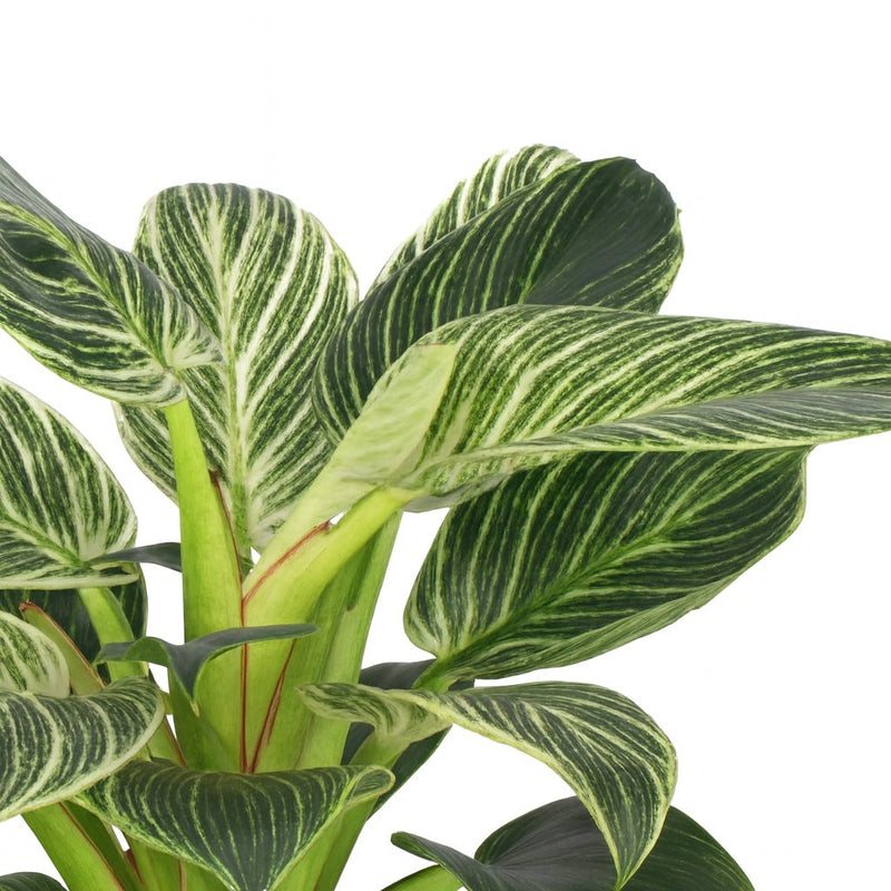 Philodendron Birkin Detail