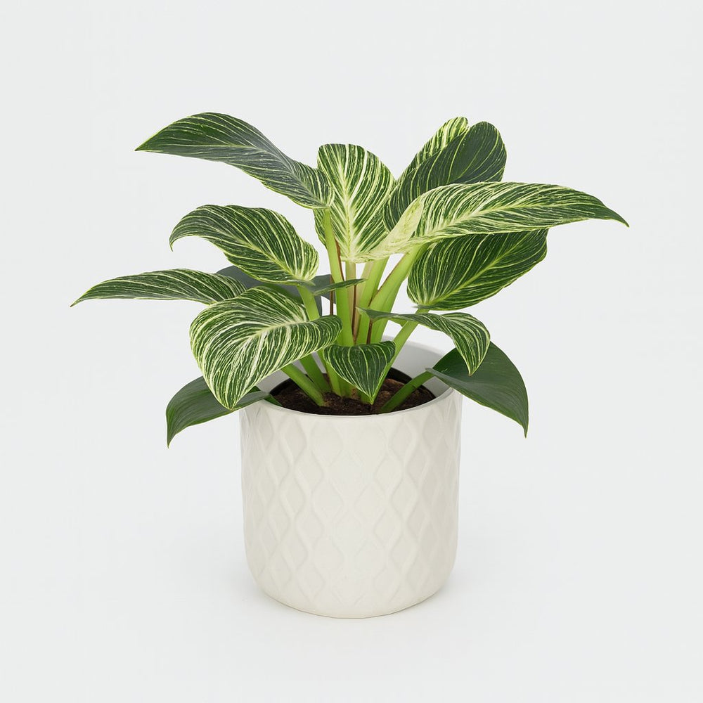 Philodendron Birkin 25cm im 14cm Topf