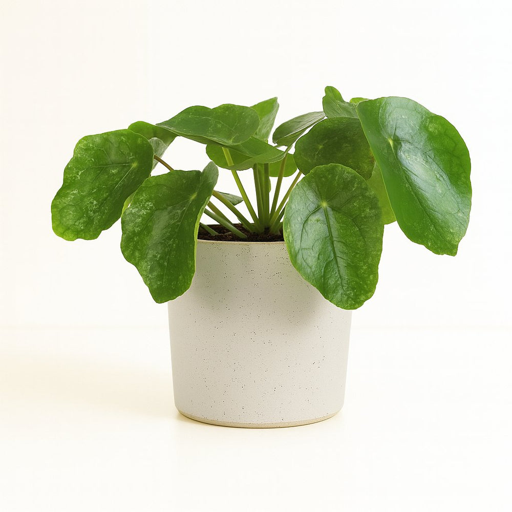 Pilea Sugar 20cm im 13cm Topf