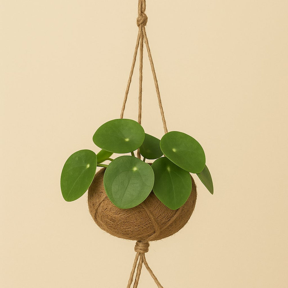 Kokodama Pilea Peperomiodes - 20cm in einem modernen Studio mit modernem Topf