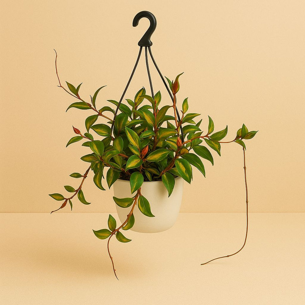 Hoya Carnosa Tricolor 20cm im 19cm Topf