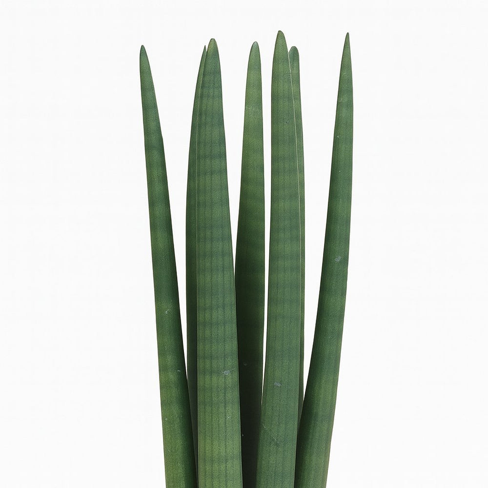 Sansevieria Straight 40cm im 12cm Topf Nahaufnahme