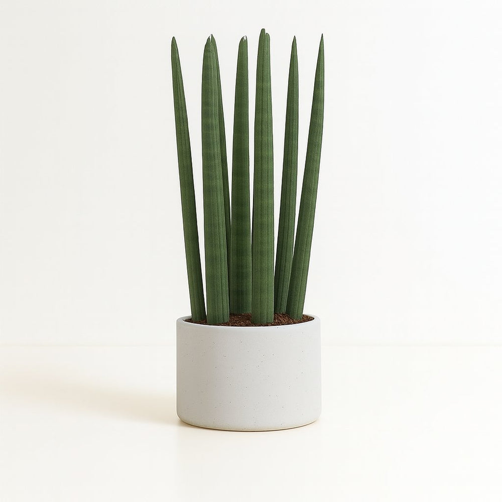 Sansevieria Straight 40cm im 12cm Topf