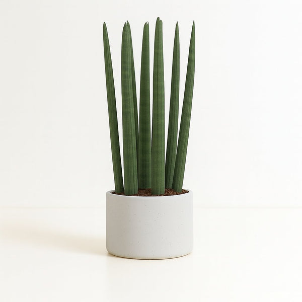 Sansevieria Straight 40cm im 12cm Topf