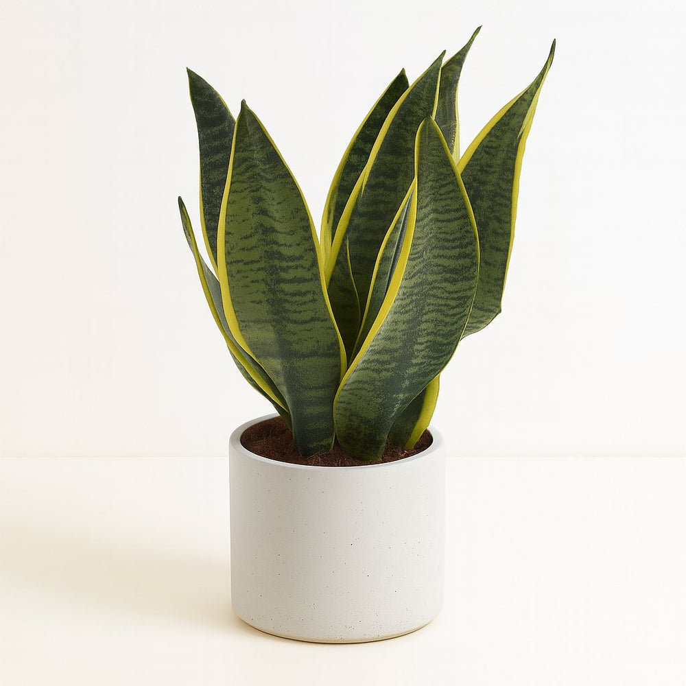 Sansevieria Superba 40cm im 12cm Topf